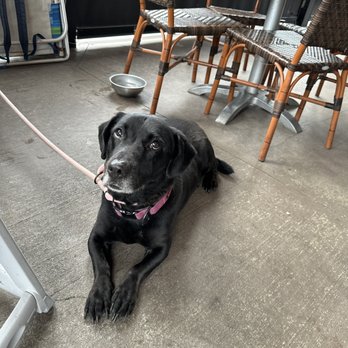 Hickory Tavern - They even provided water for the thirsty pup! - Sports Bars Near Me - Columbia, South Carolina