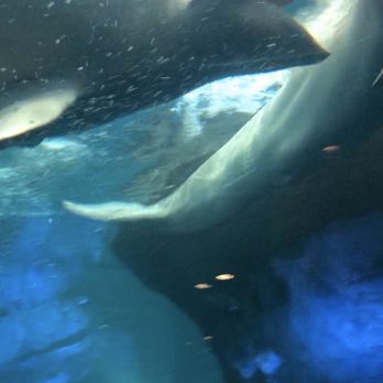 Shedd Aquarium - Beluga whales - Aquariums Near Me - Chicago, Illinois Shedd Aquarium - Beluga whales - Aquariums Near Me - Chicago, Illinois