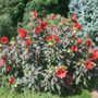 Photo of Sandys Plants