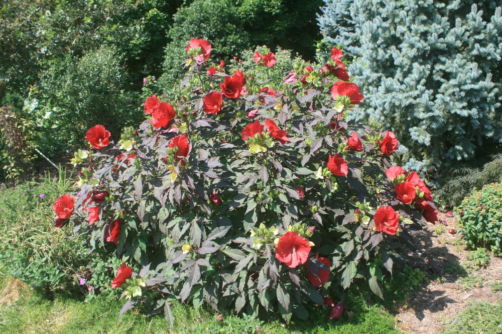 Plant Nursery In Mechanicsville Va at Josef Sardina blog