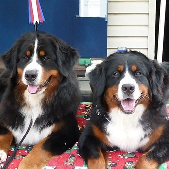 Nanaimo Pet Services - Pet Training Near Me - Nanaimo, British Columbia Nanaimo Pet Services - Pet Training Near Me - Nanaimo, British Columbia
