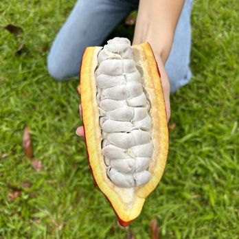 Lavaloha - An open cocoa pod @ Lavaloha. - Chocolatiers & Shops Near Me - Hilo, Hawaii