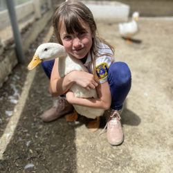 Montessori School of Oceanside - The elementary students provide loving care to our chickens and ducks!
