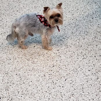 Dee's Pet Salon - Troy - Pet Groomers Near Me - Naples, Florida Dee's Pet Salon - Troy - Pet Groomers Near Me - Naples, Florida