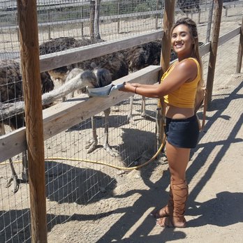 Ostrichland USA - Attraction Farms Near Me - Solvang, California Ostrichland USA - Attraction Farms Near Me - Solvang, California