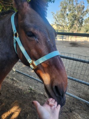Blossom Peak Ranch by null