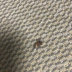 Capistrano Angelita M MD - Roaches!!!!!