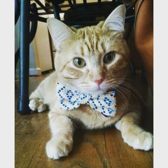 Nova Cat Clinic - Mr. Peeve - Veterinarians Near Me - Arlington, Virginia