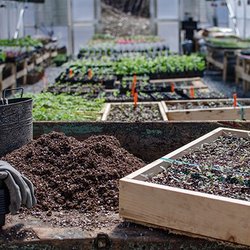 Buzz And Thrive Gardens