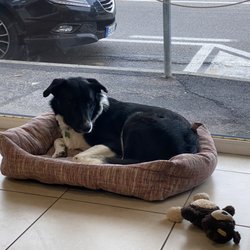 Frizhair Salon - In case I didn't already love this place enough... Meet Olmo, shop dog!