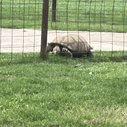 Figment Ranch - Tortoise