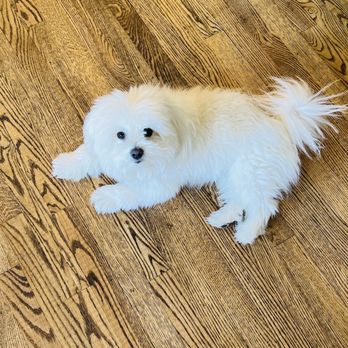 Paw Zone Mobile - My boy Sparky - Pet Groomers Near Me - Santa Rosa, California