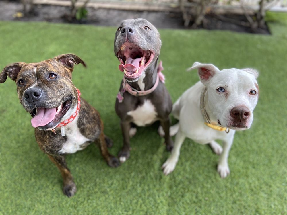 PEACE LOVE PAWS 234 Photos & 33 Reviews 1785 NW 4th St, Miami, FL