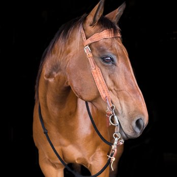 BRAZOS VALLEY EQUINE HOSPITAL - Veterinarians Near Me - Stephenville, Texas BRAZOS VALLEY EQUINE HOSPITAL - Veterinarians Near Me - Stephenville, Texas