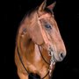 Photo of BRAZOS VALLEY EQUINE HOSPITAL