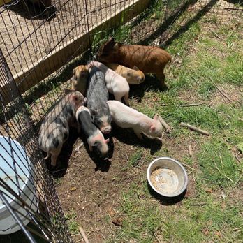 Sugar Sweet Farms - No water or shade. Absolutely terrified of people. - Petting Zoos Near Me - Andover, New Jersey