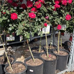 The Home Depot - Rose Tree