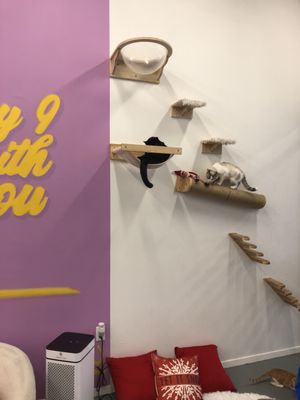 Purrfecto Cat Lounge by null