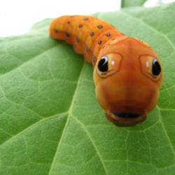 Baird's Pest Control - we are here for you.