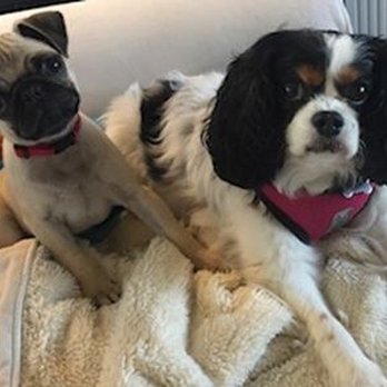 Holiday Kennels - Pet Sitting Near Me - San Carlos, California