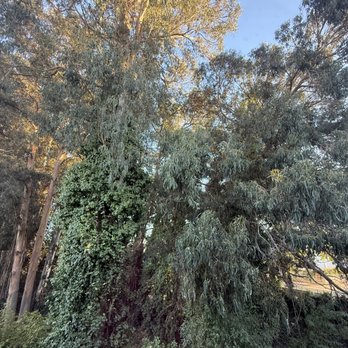 J.T.S Tree Expert, Inc - Before photo - Tree Services Near Me J.T.S Tree Expert, Inc - Before photo - Tree Services Near Me