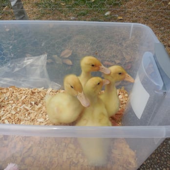 Murray McMurray Hatchery - 2 week old Jumbo Pekin Ducklings that we bought from Murray McMurray Hatchery. Getting ready to go swimming. - Livestock Feed & Supply Near Me - Webster City, Iowa