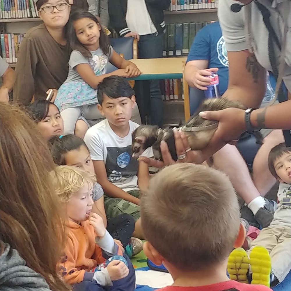 El Cerrito Library - Learned ferrets are illegal pets in California. - Libraries Near Me - El Cerrito, California