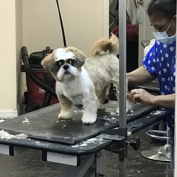 Lidias Touch - Pet Services Near Me - Tampa, Florida Lidias Touch - Pet Services Near Me - Tampa, Florida