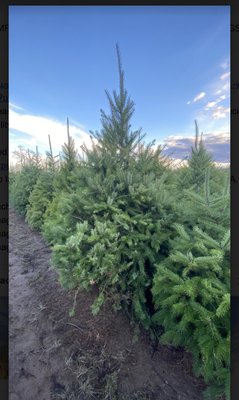 Fresh Christmas Trees - Nursery grown Douglass Fir. You cut, we cut or living.
$8/foot 4 feet to 8 feet. 100s in field, few cut trees up front.
8-16 feet at $10 a foot.
Weekday Special 25% off on pre-cut trees.
Open 10 AM til Dusk.
6090 Guide Meridian Rd, Bellingham, WA
206-550-1157 Fresh Christmas Trees - Nursery grown Douglass Fir. You cut, we cut or living.
$8/foot 4 feet to 8 feet. 100s in field, few cut trees up front.
8-16 feet at $10 a foot.
Weekday Special 25% off on pre-cut trees.
Open 10 AM til Dusk.
6090 Guide Meridian Rd, Bellingham, WA
206-550-1157