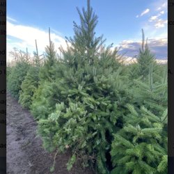 Happy Fresh Cut Christmas Trees