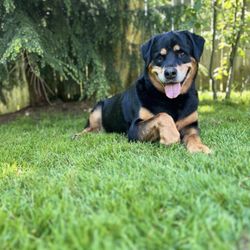 Brown and Sons Premium Cigars - My beautiful baby girl Trouble!
