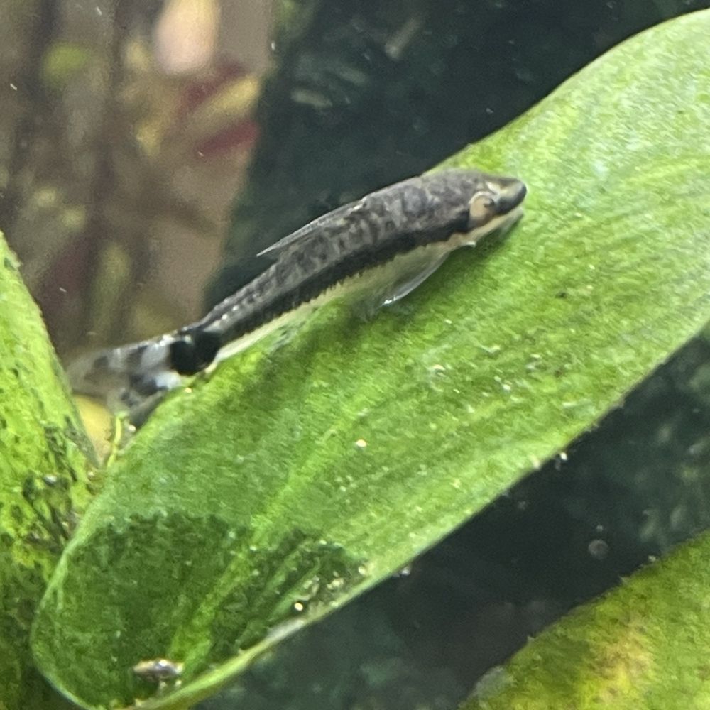 Pet Supplies Plus - Spring - My poor eyeless fish. Didn't notice it in the store but as soon as I got home I saw it - Pet Groomers Near Me - Spring, Texas