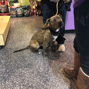 Big Bones Canine Rescue - Pet Adoption Near Me