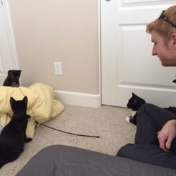 Carson Tahoe Spca - Introducing the kittens to their new friend, my 14 year old cat.