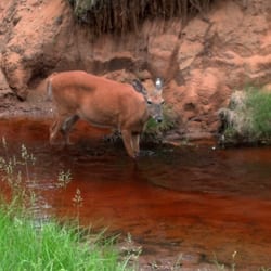 Wilderness Walk Zoo & Western Town Family Fun Park - Deer wonder all over..and u can pet them!