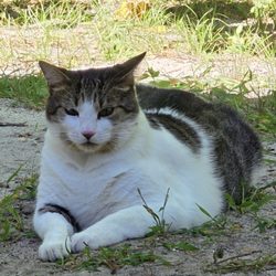 Ocean County Animal Facility - Short hair white w gray markings cat. He's 23lbs, male has gray flea collar. Missing since 15th of July. name is Booboo
