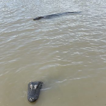 Ultimate Swamp Adventures - We got to see so many gators! - Tours Near Me - Westwego, Louisiana Ultimate Swamp Adventures - We got to see so many gators! - Tours Near Me - Westwego, Louisiana