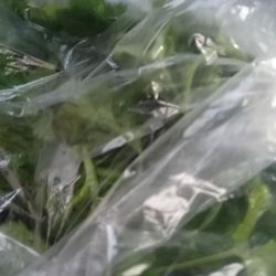 Mi Casa Market - Cilantro I got at the store!!!!