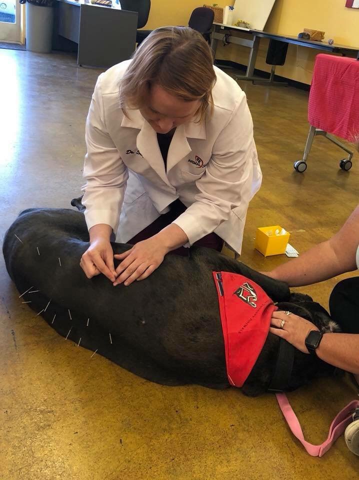 NEW LEAF MOBILE VET Updated September 2024 Bend, Oregon