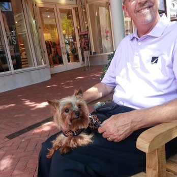 About Pets Center - Manly Yorkie chilling look - Pet Stores Near Me - Salem, Virginia
