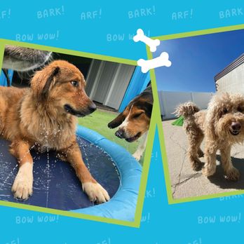 Hounds Town - Cincinnati - Madisonville - Pet Boarding Near Me - Cincinnati, Ohio Hounds Town - Cincinnati - Madisonville - Pet Boarding Near Me - Cincinnati, Ohio