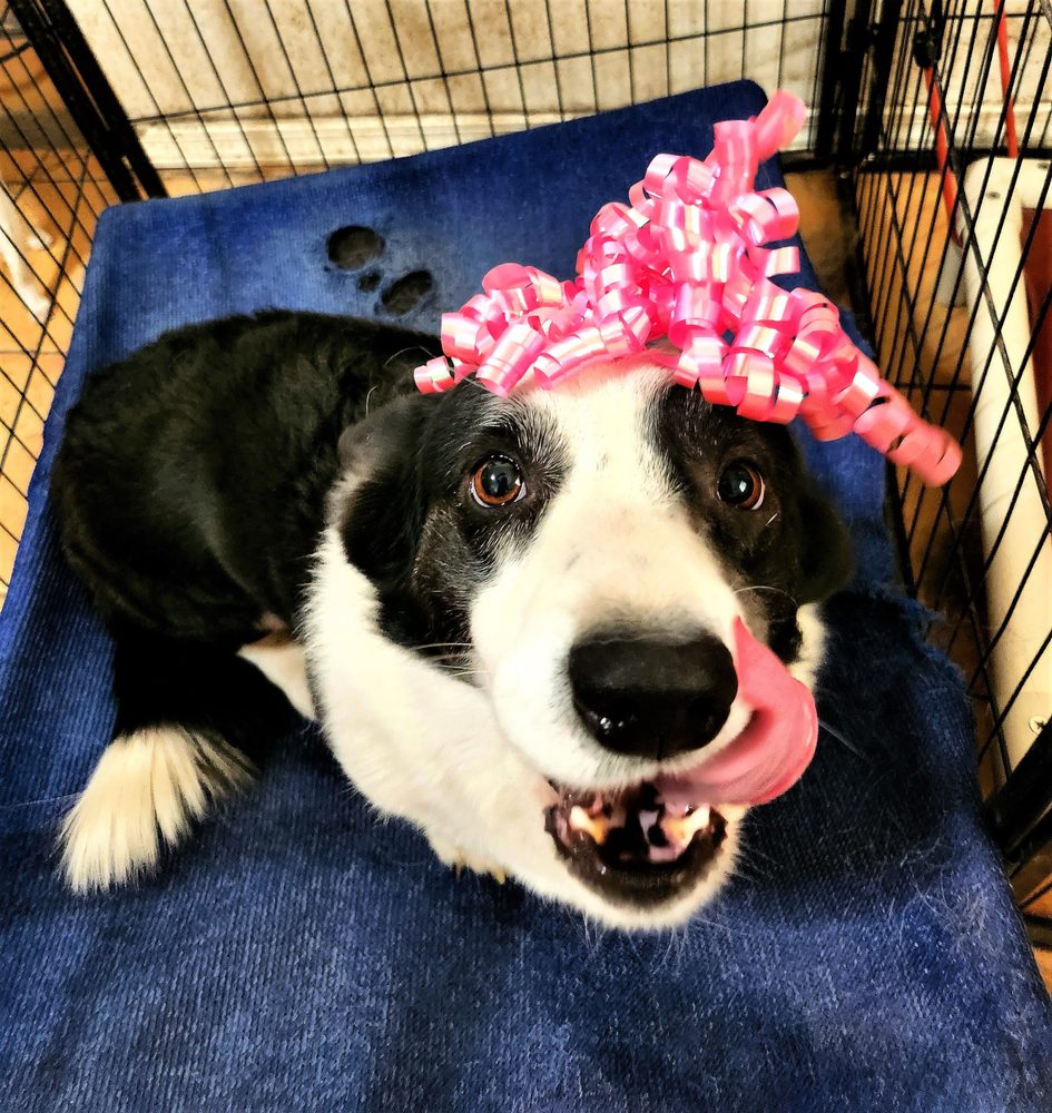 Home Sweet Home Pet Sitting and Dog Walking - pet boarding facility in Tucson, AZ
