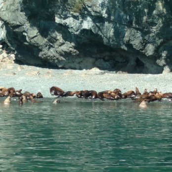 Lu-Lu Belle Glacier Wildlife Cruises - Lots of sea lions on the shore, near Valdez - Boat Tours Near Me - Valdez, Alaska Lu-Lu Belle Glacier Wildlife Cruises - Lots of sea lions on the shore, near Valdez - Boat Tours Near Me - Valdez, Alaska