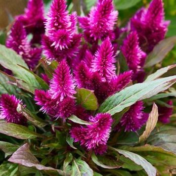 Just Perfect Plants - Nurseries & Gardening Near Me - Leesburg, Florida