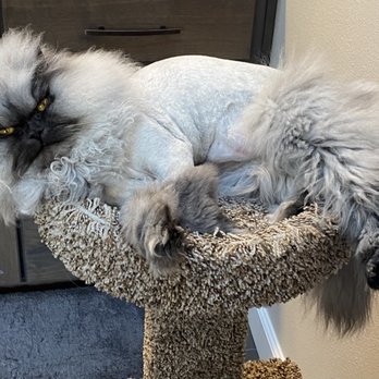 Rozo Dog Spa - Kumo - Pet Groomers Near Me - Vancouver, Washington