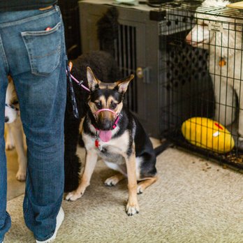 Quinntastic Dog Training - Pet Training Near Me - Denton, Texas