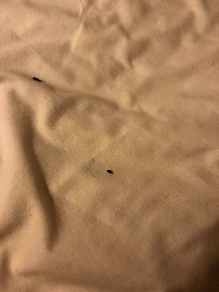 City Centre Artist Lodge