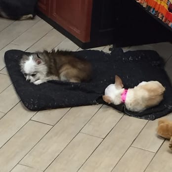 Camp Canine - Eddie (left) and Lola. Chillin. They love their stays here! - Pet Groomers Near Me - Boca Raton, Florida