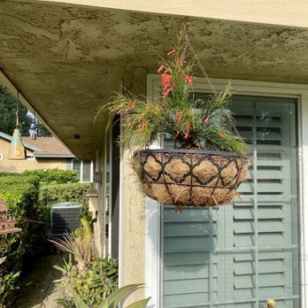 Escape Gardens - Firecracker plant I put in a hanging basket. 5 gallons. - Nurseries & Gardening Near Me - Somis, California Escape Gardens - Firecracker plant I put in a hanging basket. 5 gallons. - Nurseries & Gardening Near Me - Somis, California