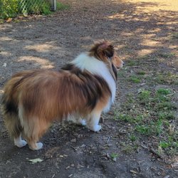 Quail Meadows Dog Park - Enjoying the shade under the one tree.